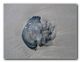 Jellyfish-Margarita-Island-Beaches-Venezuela-002