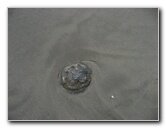 Jellyfish-Margarita-Island-Beaches-Venezuela-005
