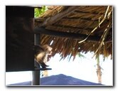Marlin-Restaurant-Playa-El-Agua-Isla-Margarita-002
