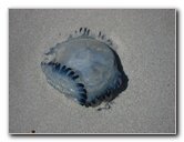 Jellyfish-Margarita-Island-Beaches-Venezuela-006
