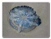 Jellyfish-Margarita-Island-Beaches-Venezuela-008