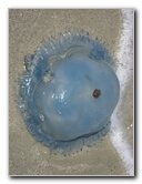 Jellyfish-Margarita-Island-Beaches-Venezuela-009